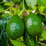 18090 20 занимательных фактов об авокадо
