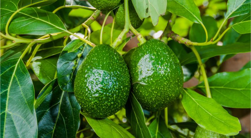 20 занимательных фактов об авокадо