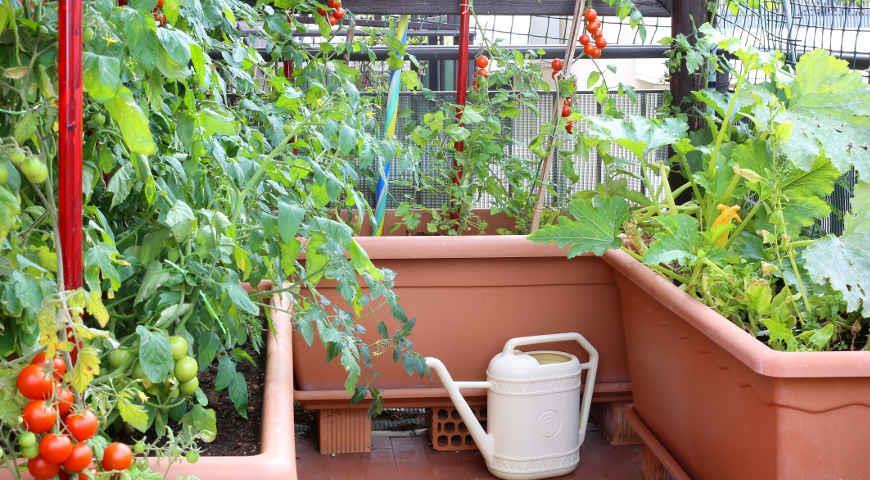 выращивание томатов на балконе