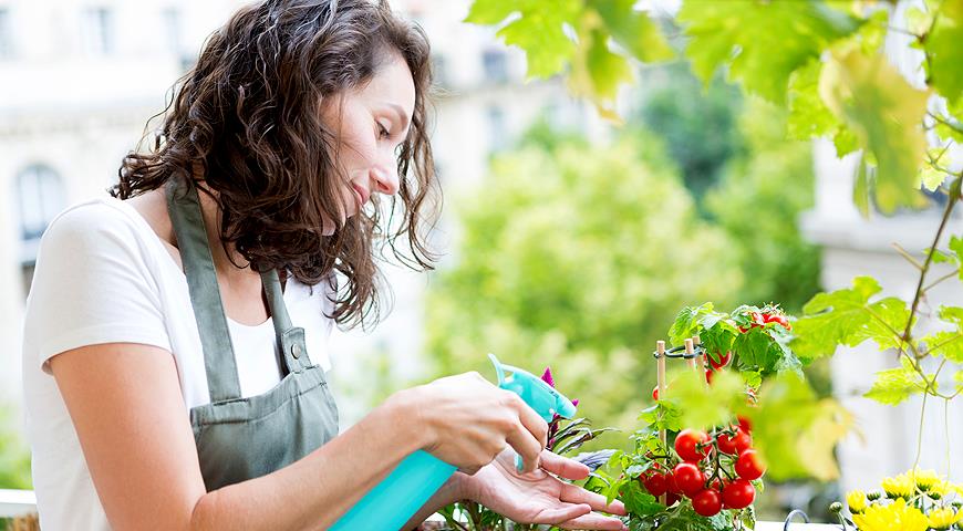 Как получить урожай сладких помидоров на балконе