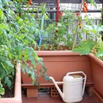 22842 Как получить урожай сладких помидоров на балконе