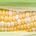 23942 Как приготовить кукурузу в початках, как выбирать и как есть