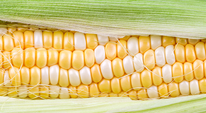 23942 Как приготовить кукурузу в початках, как выбирать и как есть