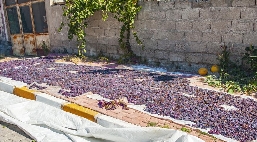 Сушка винограда на солнце, Турция